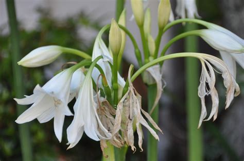 Cover for After the lilies withered, a girl came with a sudden shower, carrying the bones of her ex-girlfriend.
