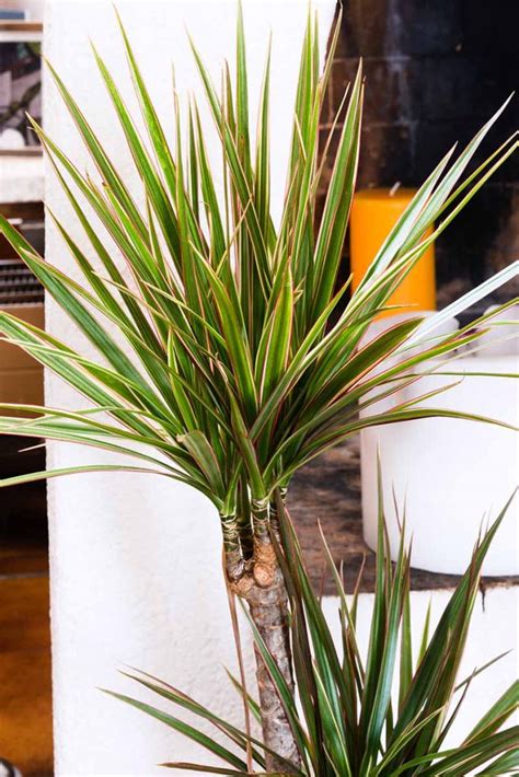 How To Grow And Care For Dracaena Gardeners Path