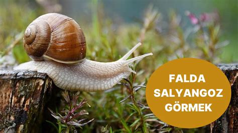 Falda Salyangoz Görmek Ne Anlama Gelir Yakında Bir Hastalık