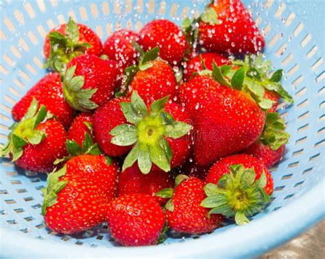 Fresas Maduras Que Son Lavadas Con Agua Foto De Archivo Imagen De