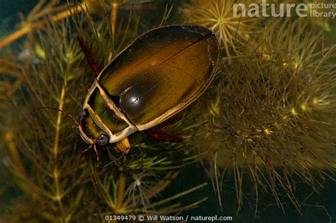 Stock Photo Of Male Great Diving Beetle Dytiscus Marginalis On Soft