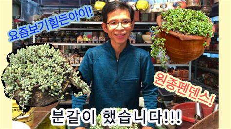 원종펜덴스(Cotyledon pendens) 분갈이하기 !!! - YouTube
