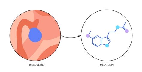 Premium Vector | Pineal gland anatomy