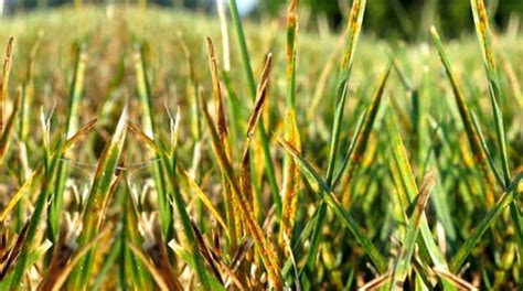 Lawn Rust Disease How To Identify It Treat It Prevent It From Returning