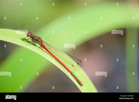 Large Red Damselfly Pyrrhosoma Nymphula Male Resting On A Leaf Stock