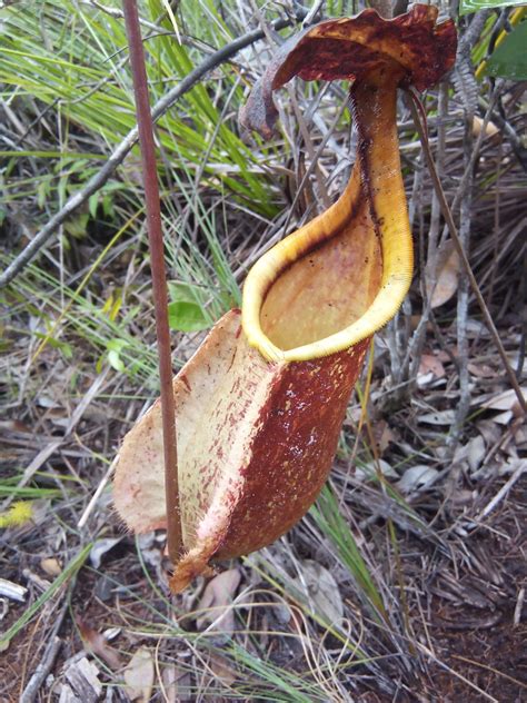 Bako National Park Borneo Island Malaysia Sasha