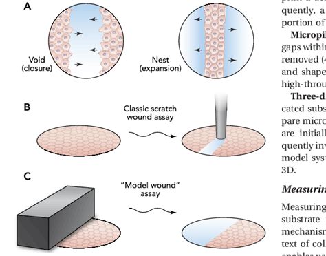 Schematic Depicting Different Assays To Study Collective Cell Behavior