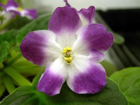 Ness' Jesse – bloomlovers.com