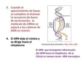 De Adn A Proteinas Ppt