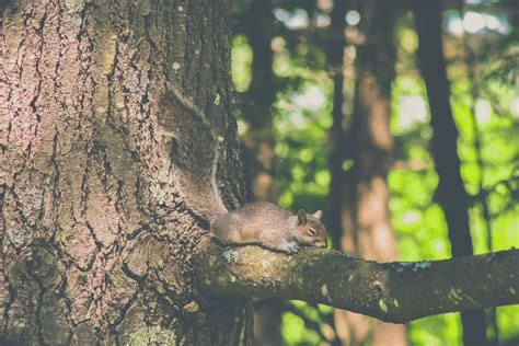 Where Do Squirrels Sleep At Night [extended Guide]