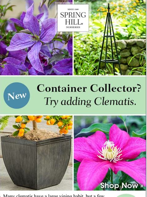 Spring Hill Nursery How To Grow Clematis In Containers 10 Off Milled