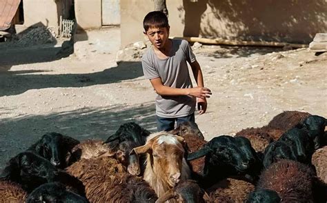 The Tajik Community on Uzbekistan’s Highlands | Institute for War and ...