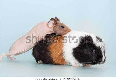 Nice Naked Guinea Pig Mammal Rodent Stock Photo Shutterstock