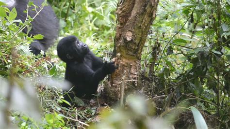 Congo River Stock Footage Video | Shutterstock