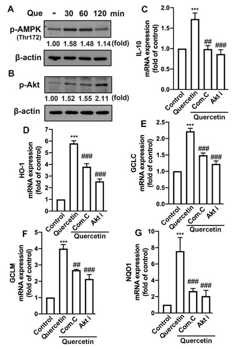 Amp Activated Protein Kinase Ampk And Akt Signaling Pathways Are