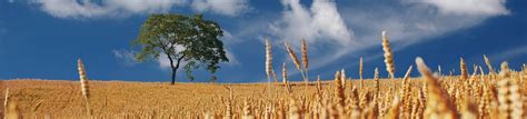 Bioethanol VDB Verband Der Deutschen Biokraftstoffindustrie