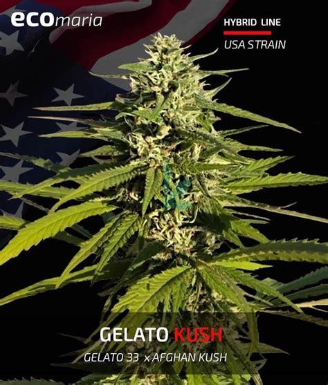 Gelato Kush Semillas Feminizadas A 1 Ecomaria