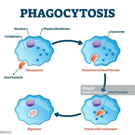 Phagocyte Structure