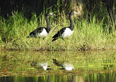 Magpie geese Photograph by Athol KLIEVE - Fine Art America