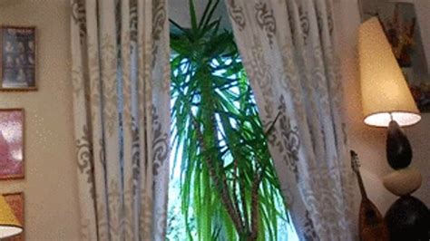 Cheri I Shaved Pussy French Amateur Stephy Clips Sale