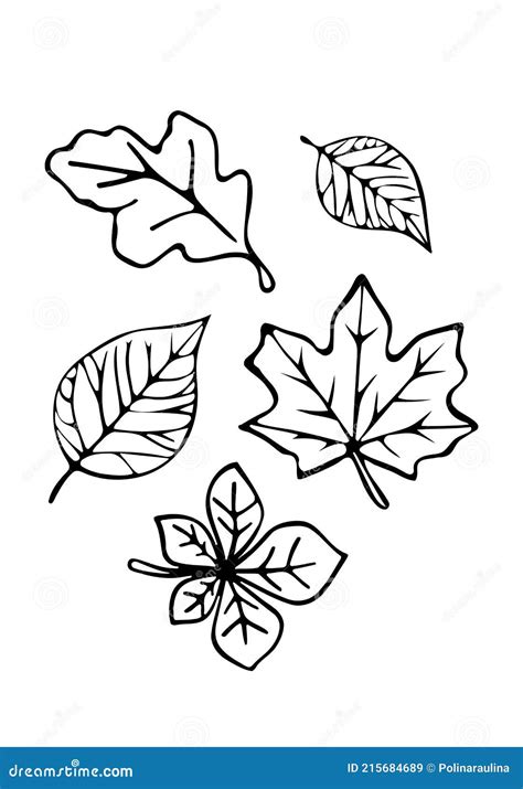 Vector Fall Leaves Silhouette Outline Drawing Stock Vector ...