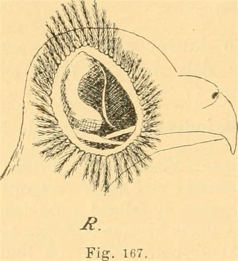 Image from page 205 of Vögel der paläarktischen Fauna Flickr