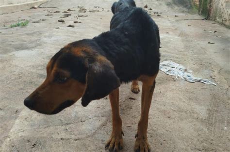 Homem Preso Em Flagrante Pelo Crime De Maus Tratos Contra C Es Em