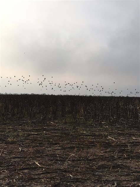 Extreme Dove Hunting added a new photo. - Extreme Dove Hunting