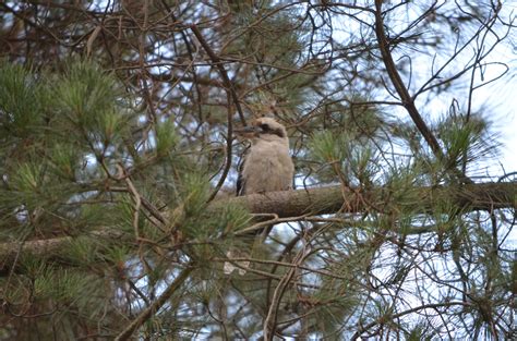 Bildet Tre Natur Gren Dyr Dyreliv Vill Nebb Fauna Rovfugl