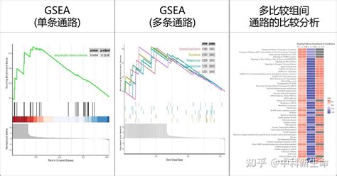 磷酸化修饰组学全面升级 激酶分析与预测轻松复刻 知乎