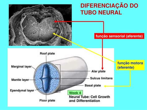 Ppt EmbriogÊnese E OrganizaÇÃo Geral Do Snc Powerpoint Presentation