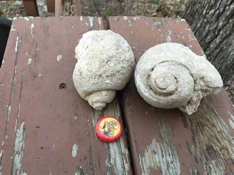 Snail Shell Fossils