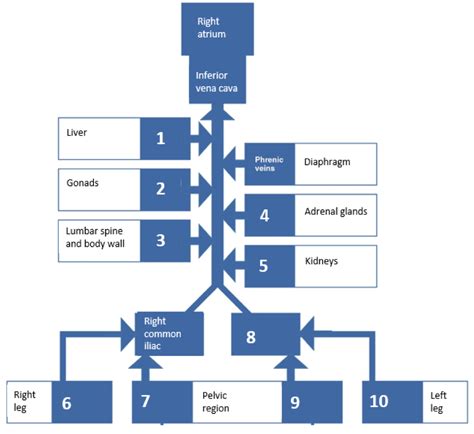 Vein Diagram Diagram | Quizlet