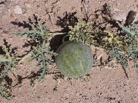 Sahara Desert Facts: Animals & Plants - Articles by MagellanTV