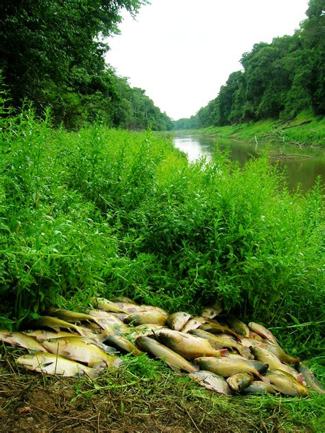 Amazon freshwater ecosystems are vulnerable to degradation - The ...