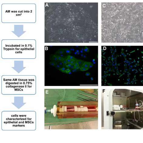 Natural EcM proteins, their arrangements, and attachment sites to the ... 