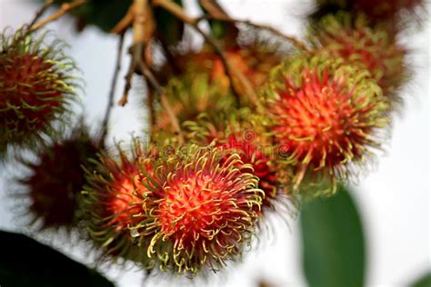 Rambutan Indonesian Fruit On Tree Stock Image Image Of Natural Indonesian 163351521