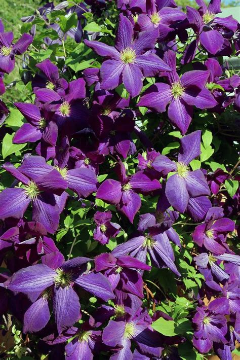 Купить Клематис Жакмани Пурпуреа (Jackmanii Purpurea) — АС-Клематис