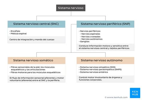 Sistema Nervioso Estructura Función Y Diagramas Kenhub