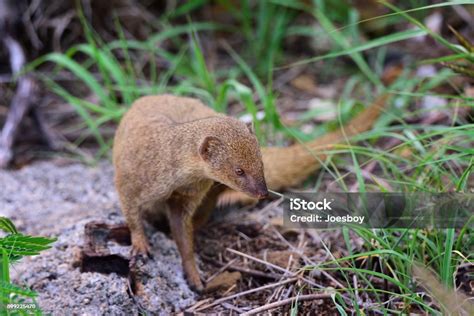 Small Asian Mongoose In Hawaii I Stock Photo - Download Image Now ...