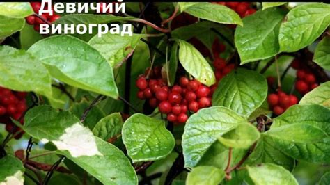 Вьющиеся цветы для Забора, Беседки/Быстрорастущие Многолетние и Однолетние