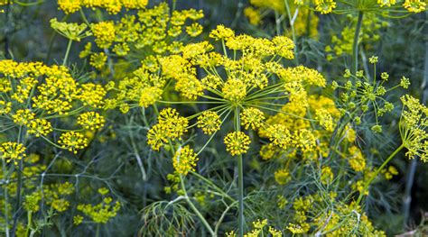 The Herb Garden: Fennel - Casa Mia Tours