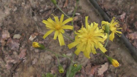 Pilosella Caespitosa Hieracium Caespitosum Meadow Hawkweed Yellow