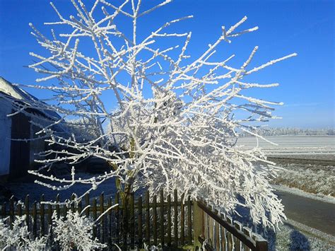 Frost Hoarfrost Cold free image download