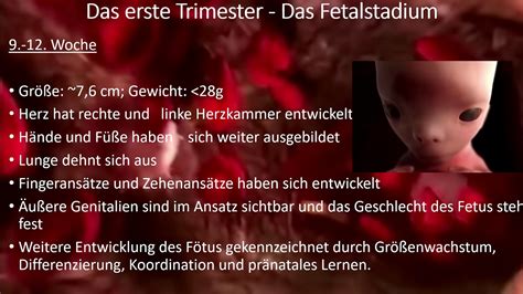 Pränatale Entwicklung Entwicklung im Mutterleib YouTube