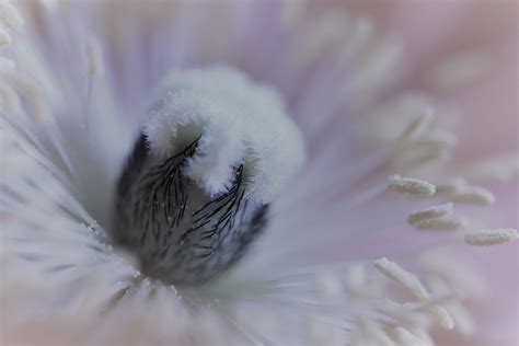 Pavot D Islande Papaver Nudicaule Papaver Nudicaule Ou C Flickr