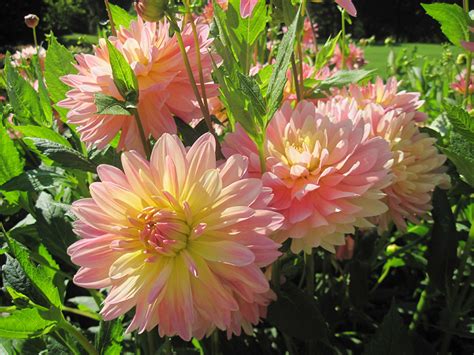 Pictures Pink Color Dahlias Flowers Closeup