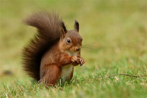 Close up photography of squirrel eating nuts on grass field HD ...