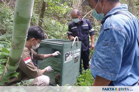 ALOBI Foundation Dan PT Timah Lepasliarkan 6 Satwa Liar Fakta Berita