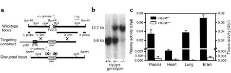Disruption of the mouse Hs3st1 locus. (a) Gene-targeting strategy. Exon ... 